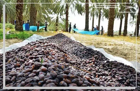تصویر 3 از خرما مضافتی کرمان با پیشینه زیست بومی و کیفیت متمایز